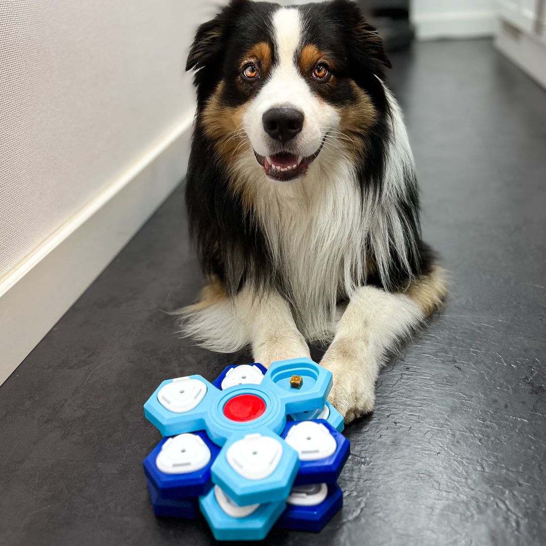 Interlligenz Hunde Puzzel